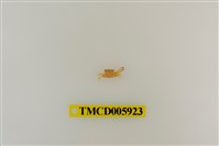 藏品(光滑綠蟹)的圖片